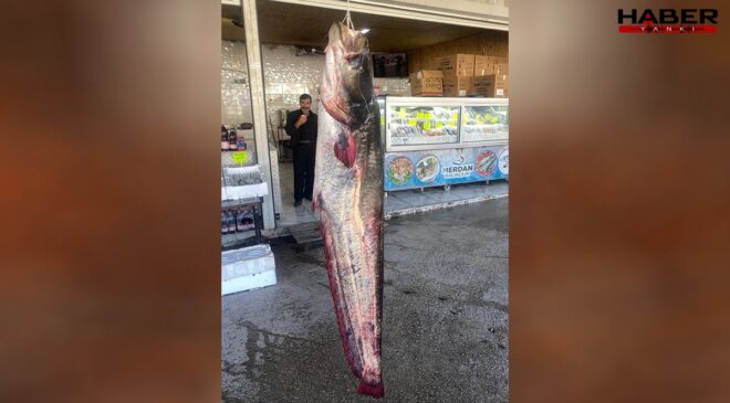 Kahramanmaraş'ta 100 kilogramlık yayın balığı yakalandı