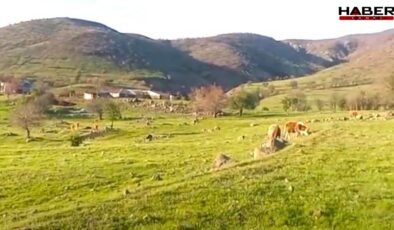 Köylünün kararlılığı madeni durdurdu