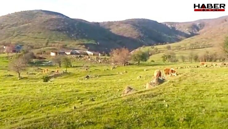 Köylünün kararlılığı madeni durdurdu