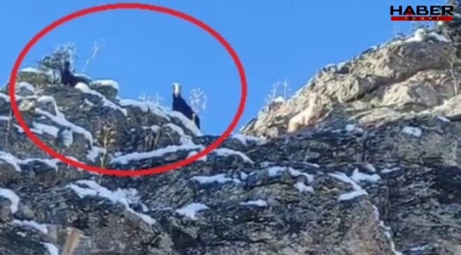 Adana'da dağda mahsur kalan keçiler kurtarılmayı bekliyor