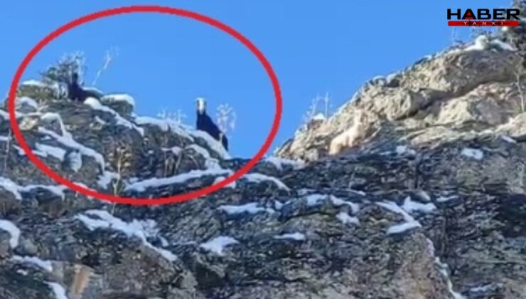 Adana'da dağda mahsur kalan keçiler kurtarılmayı bekliyor