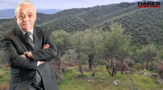 Cengiz, Sinop’ta tam 224 bin ağaç kesecek!