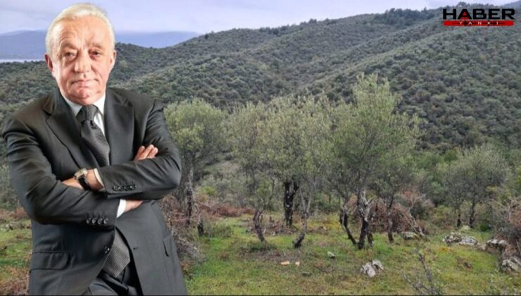 Cengiz, Sinop’ta tam 224 bin ağaç kesecek!