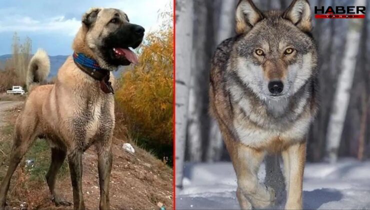 Kurt ile kangal çiftleşti, ortaya acayip bir tür çıktı