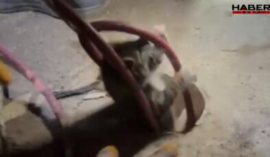 Sondaj kuyusuna düşen yavru kedinin imdadına itfaiye yetişti