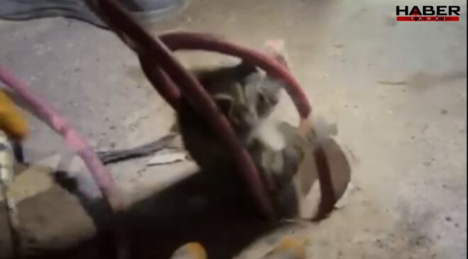 Sondaj kuyusuna düşen yavru kedinin imdadına itfaiye yetişti