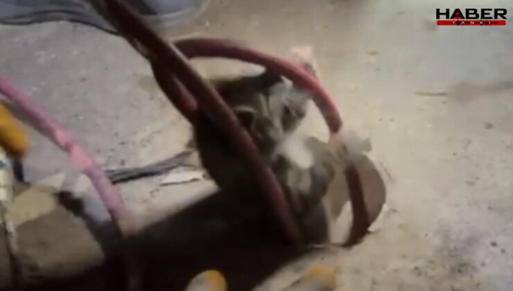 Sondaj kuyusuna düşen yavru kedinin imdadına itfaiye yetişti