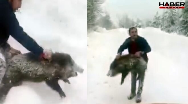 Sosyal medya bu adamı konuşuyor! Yaban domuzunu böyle yakaladı