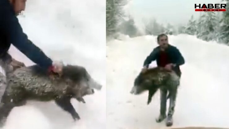 Sosyal medya bu adamı konuşuyor! Yaban domuzunu böyle yakaladı