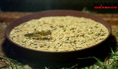 Türkiye'de üretilen böcek ununu Avrupa ısrarla talep ediyor