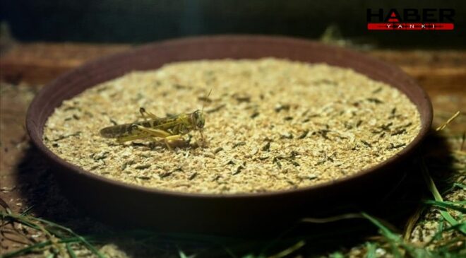 Türkiye'de üretilen böcek ununu Avrupa ısrarla talep ediyor