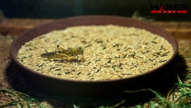 Türkiye'de üretilen böcek ununu Avrupa ısrarla talep ediyor