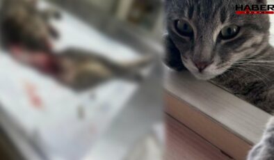 Vahşetin adresi Bodrum! Duman isimli kedi derisi yüzülmüş ve kuyruğu kesilmiş halde bulundu
