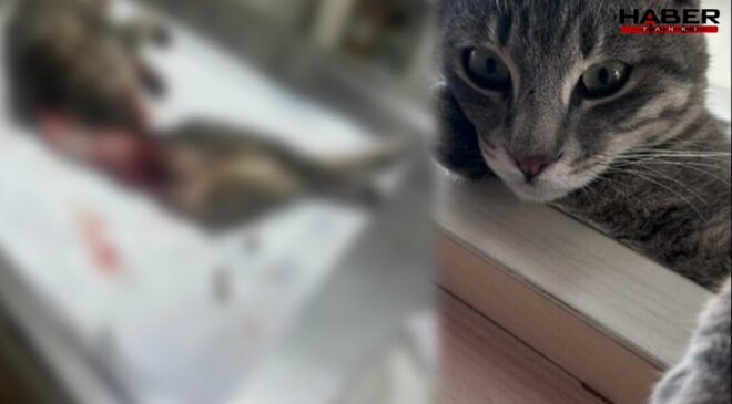 Vahşetin adresi Bodrum! Duman isimli kedi derisi yüzülmüş ve kuyruğu kesilmiş halde bulundu
