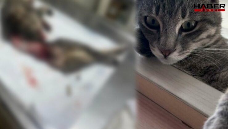 Vahşetin adresi Bodrum! Duman isimli kedi derisi yüzülmüş ve kuyruğu kesilmiş halde bulundu