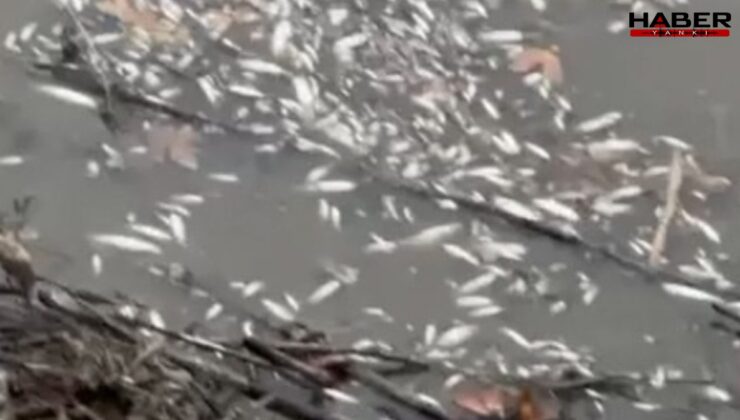 Yeşilırmak'ta balık ölümleri: İnceleme başlatıldı